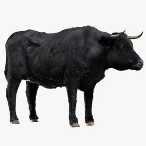 Bull Cow (Rigged)