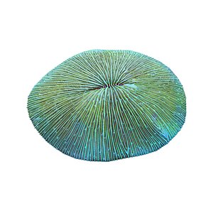 fungia plate coral 3d obj