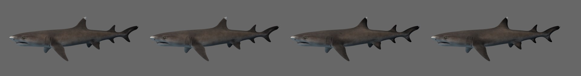 whitetip reef shark 3D model https://p.turbosquid.com/ts-thumb/VL/HZqee6/9xo7sc68/wtfmain4/png/1554910915/1920x1080/fit_q87/081e3693ceeb96bdbc12278162836a056b62fbcb/wtfmain4.jpg