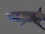 whitetip reef shark 3D model