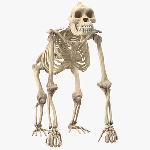 Gorilla Skeleton Rigged for Maya model