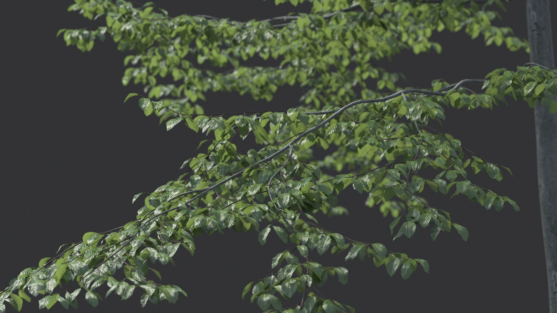 Beech Tree Static 3D Model - TurboSquid 1150084