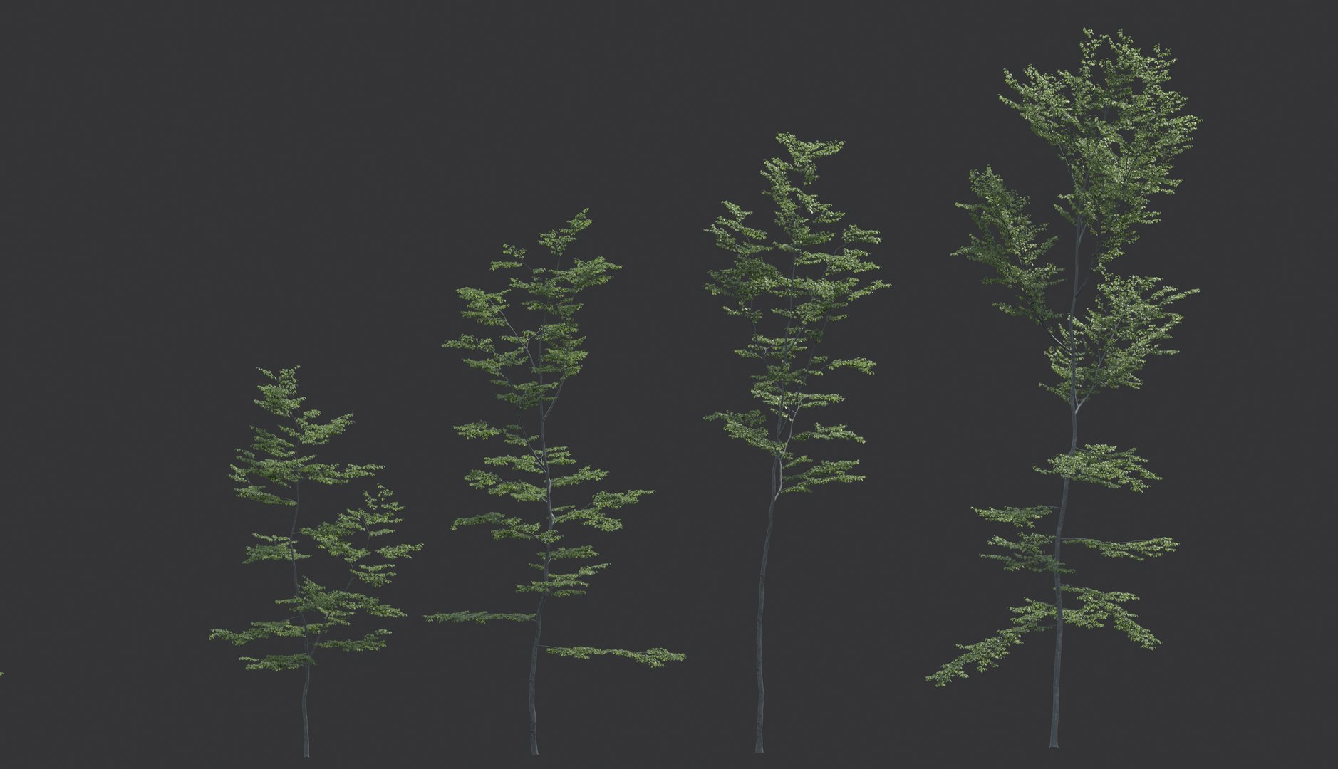 Beech Tree Static 3D Model - TurboSquid 1150084