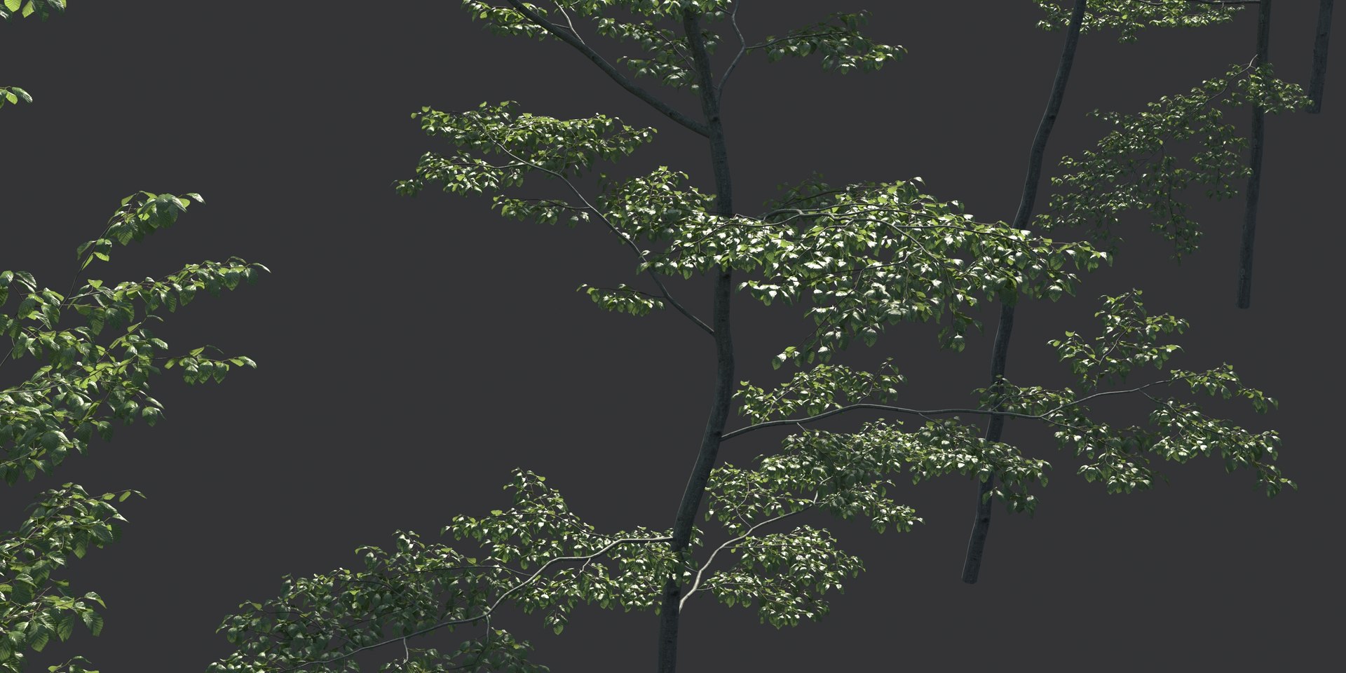 Beech Tree Static 3D Model - TurboSquid 1150084