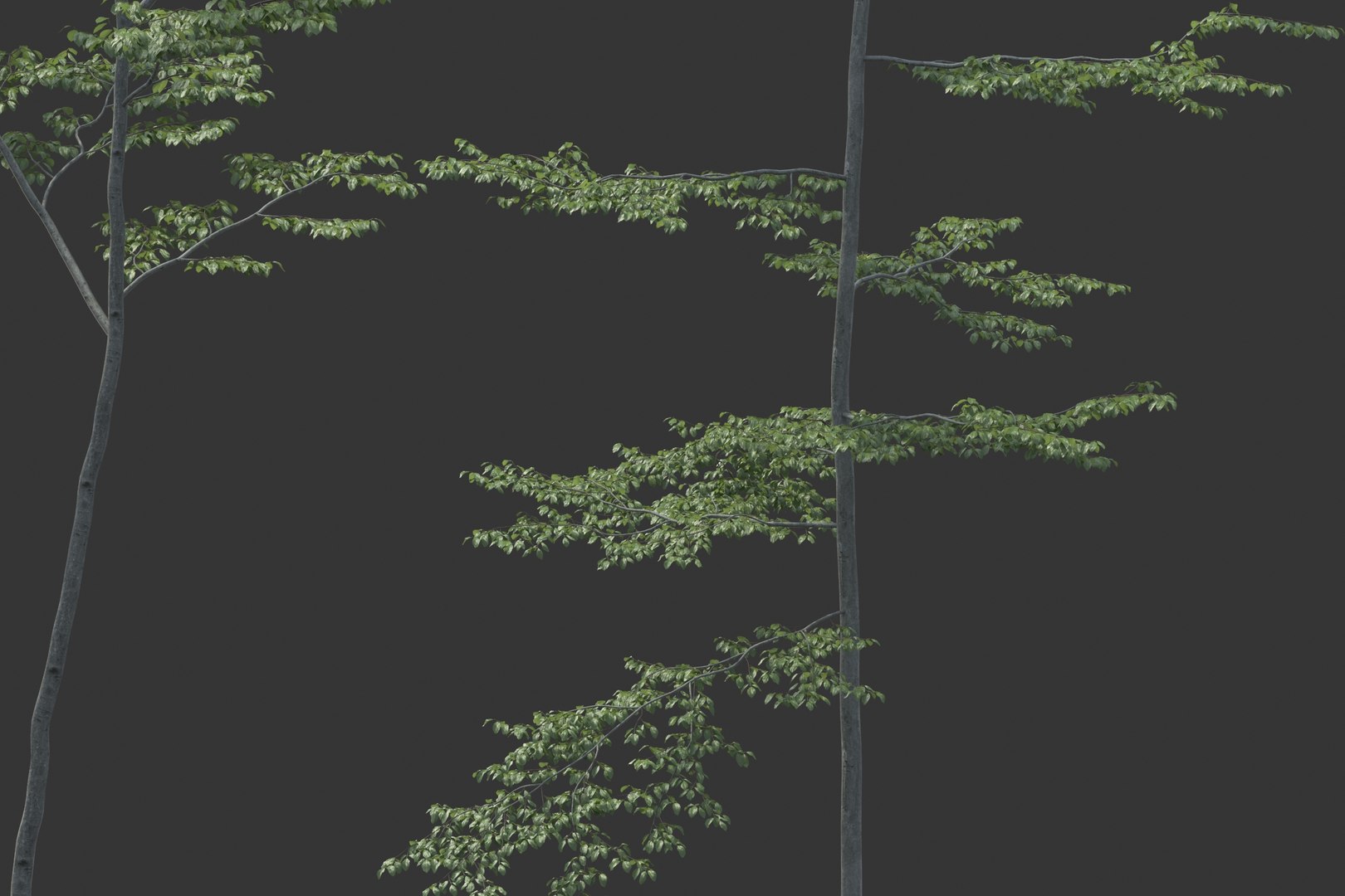 Beech Tree Static 3D Model - TurboSquid 1150084