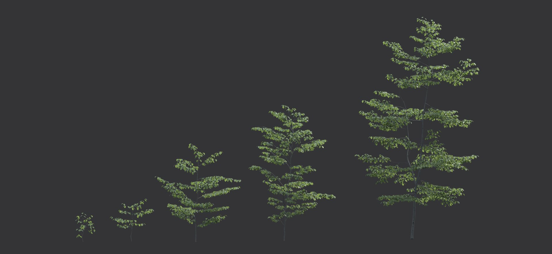 Beech Tree Static 3D Model - TurboSquid 1150084