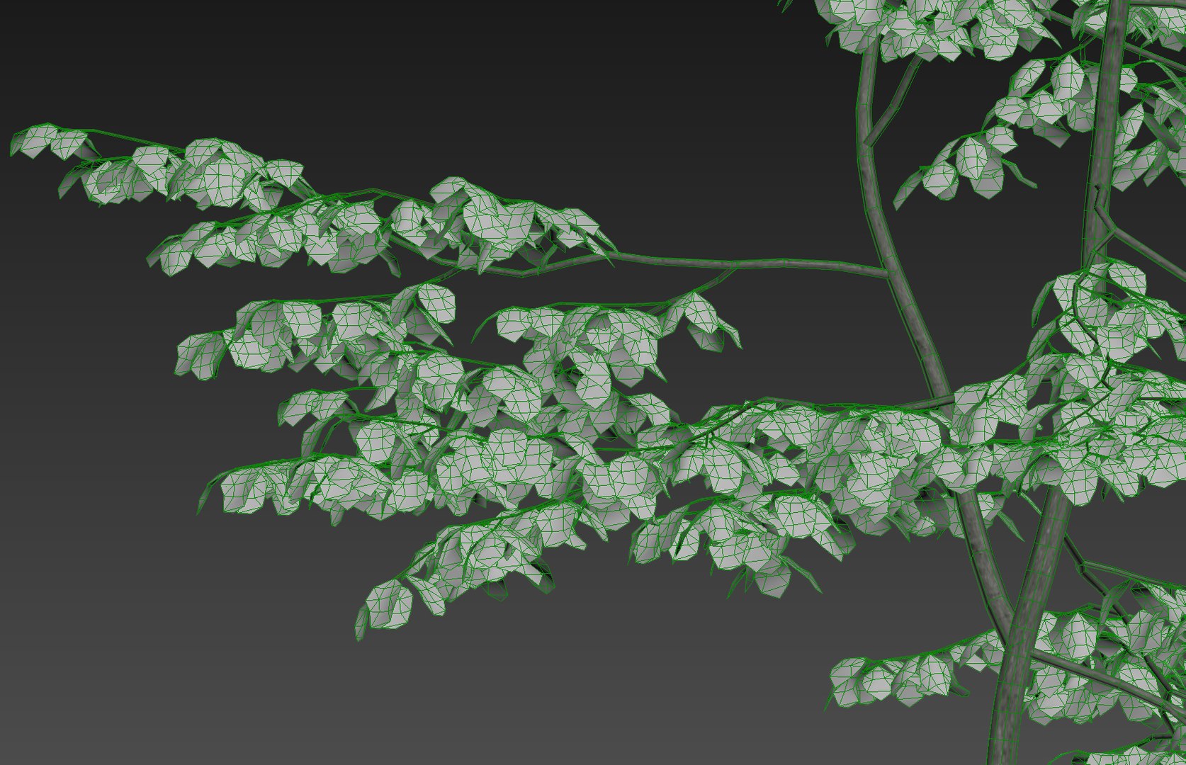 Beech Tree Static 3D Model - TurboSquid 1150084