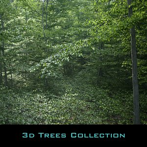 Beech Tree Collection (static)