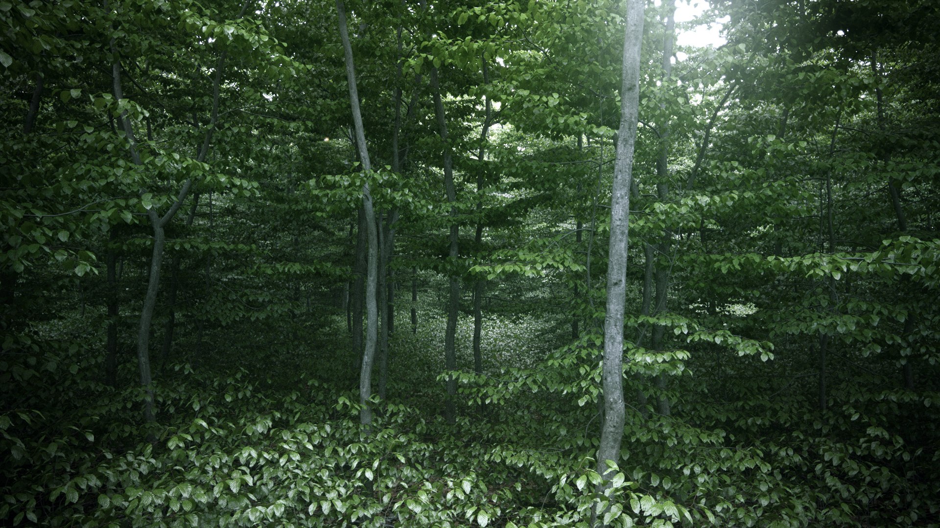Beech Tree Static 3D Model - TurboSquid 1150084