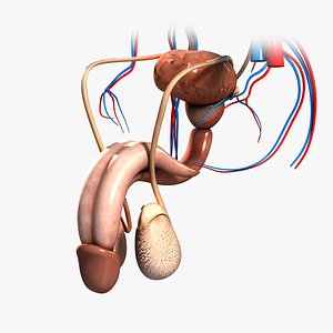 medically reproductive urinary systems 3d 3ds