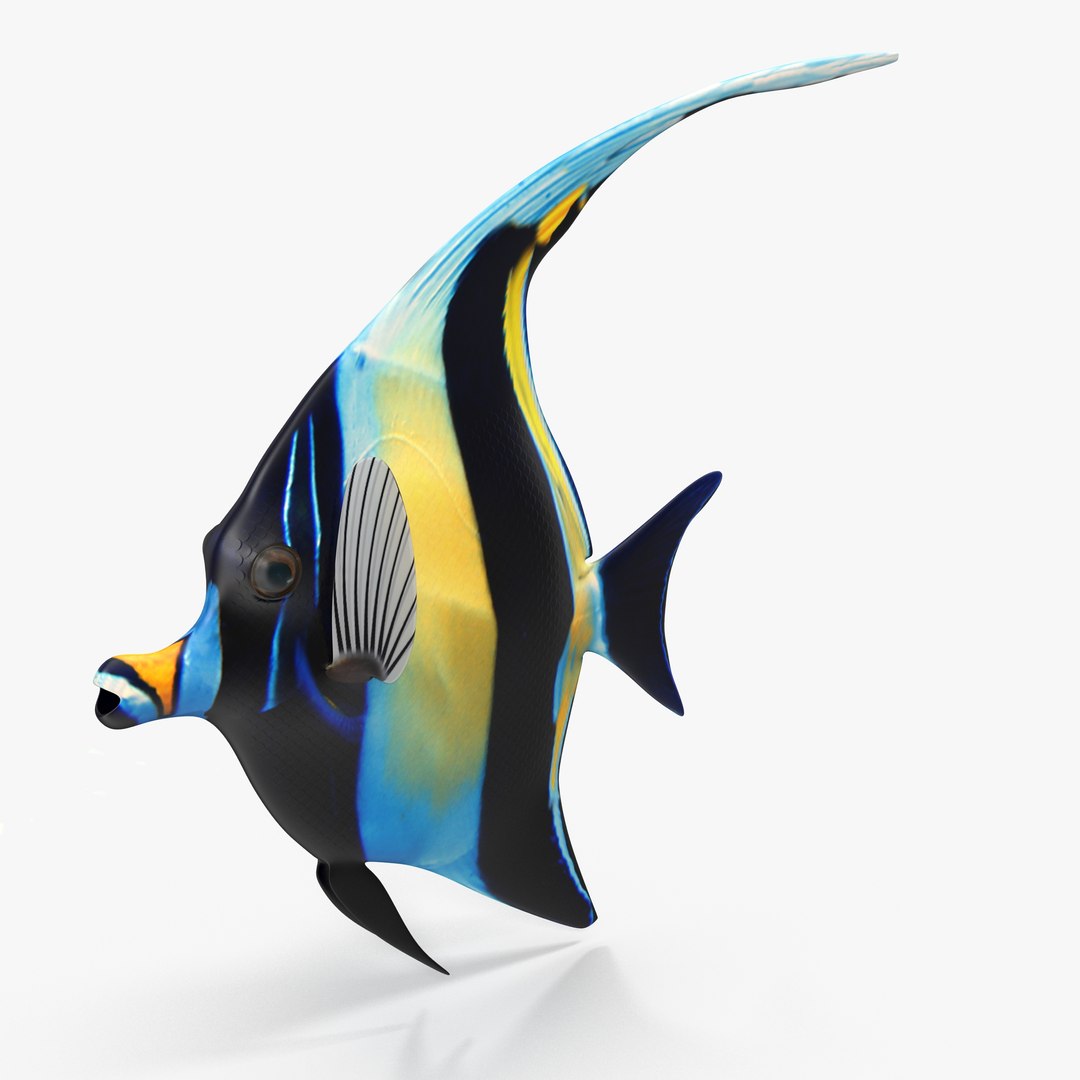 moorish idol rigged max