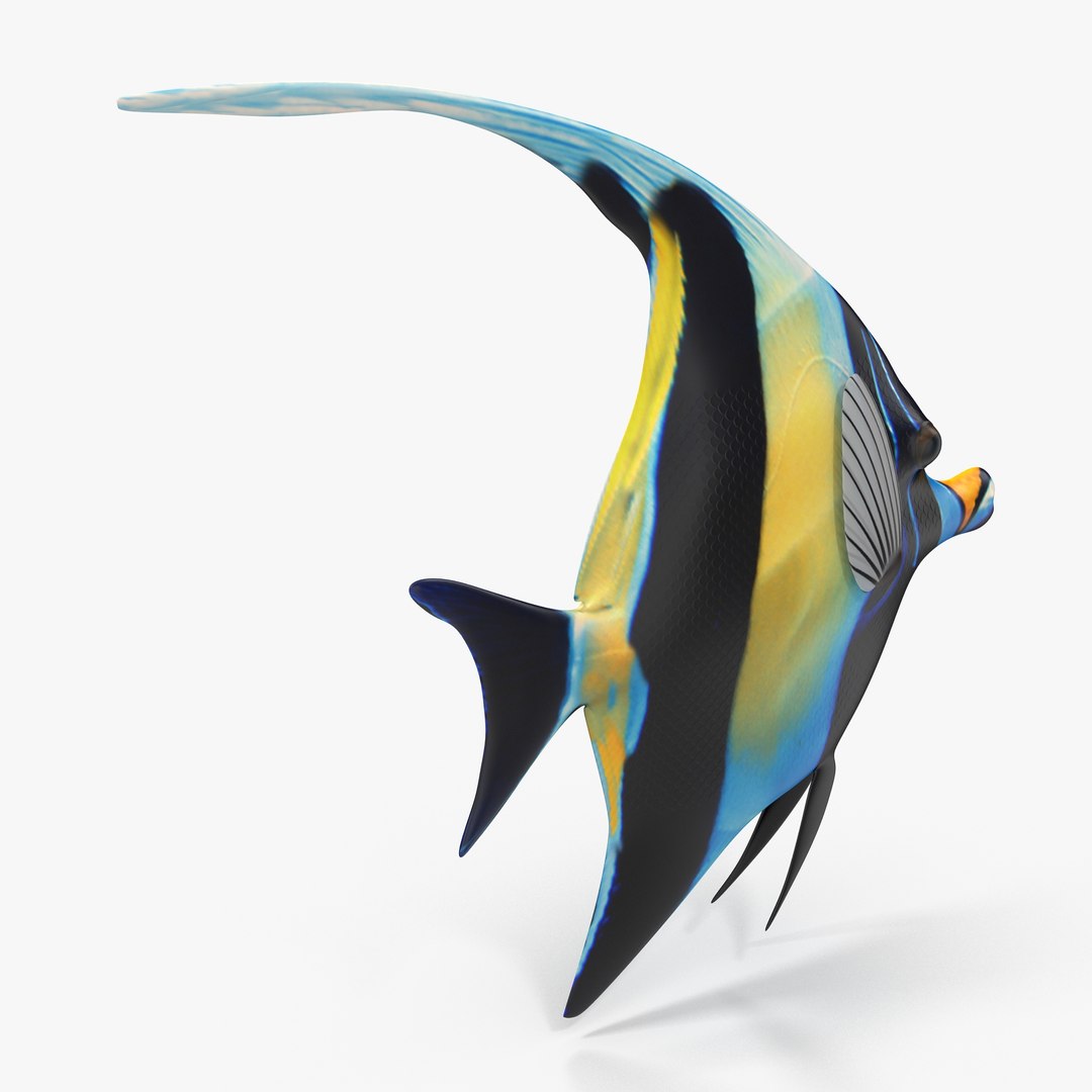 moorish idol rigged max