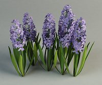 hyacinth hyacinthus flower