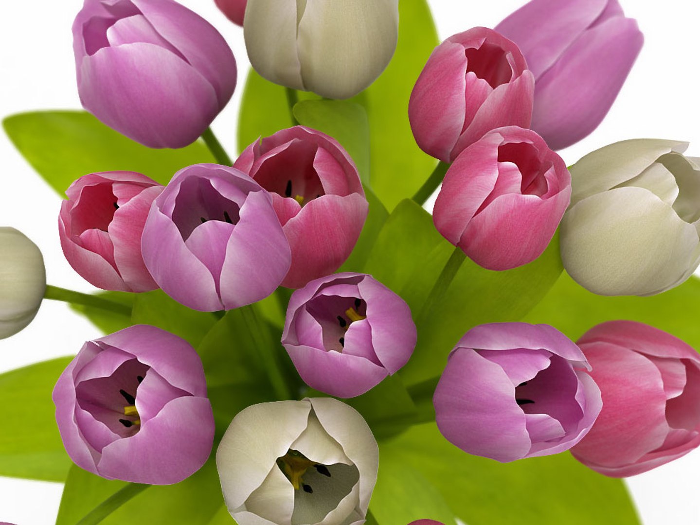 Realistic Tulips 3d Max