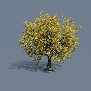 Simple MapleTree 02