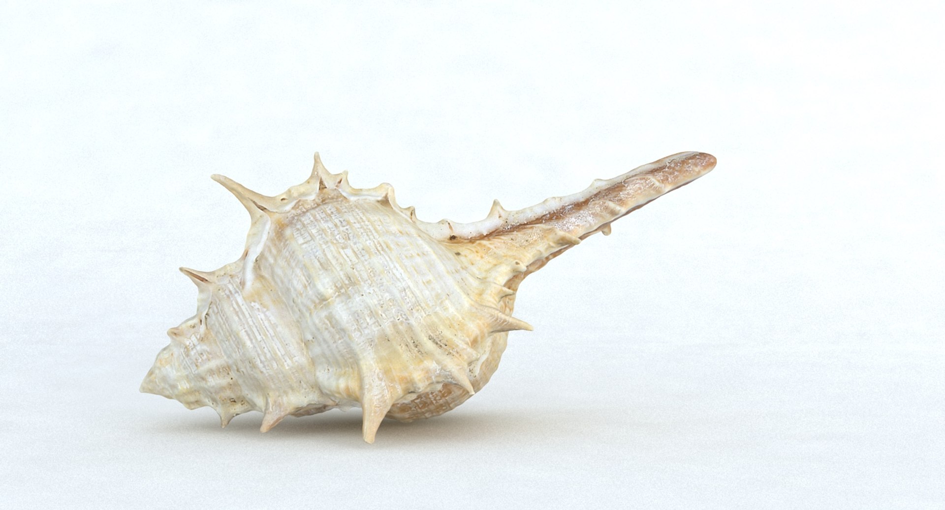 seashell sea shell max https://p.turbosquid.com/ts-thumb/VM/EYVv72/0RAfDUBE/seashell_camera001_thumbnail_10006/jpg/1452123386/1920x1080/fit_q87/9bc6741498b69b8366e82ae90d84b4aaf9e250fe/seashell_camera001_thumbnail_10006.jpg