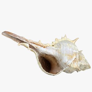 Seashell(1)