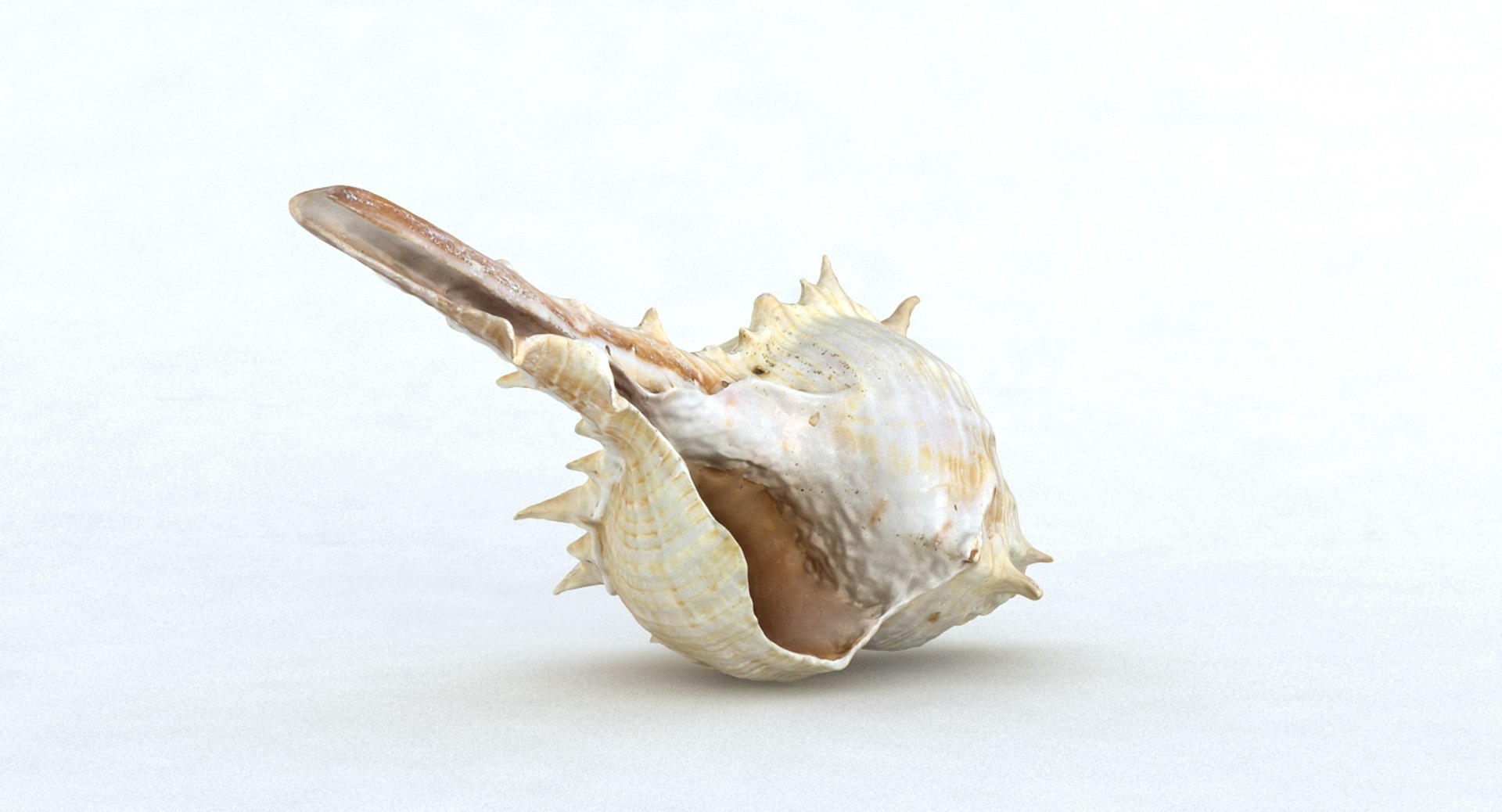 seashell sea shell max https://p.turbosquid.com/ts-thumb/VM/EYVv72/nUqHgCEb/seashell_camera001_thumbnail_10002/jpg/1452123386/1920x1080/fit_q87/779fe41e1b910962632694c1afc7acf04fd2a614/seashell_camera001_thumbnail_10002.jpg