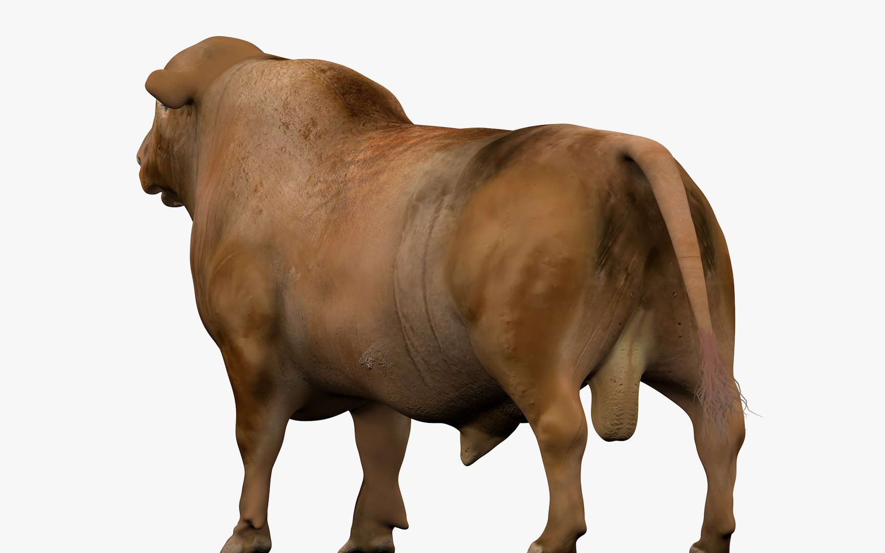 RED ANGUS Rigged L2083 3D model https://p.turbosquid.com/ts-thumb/VM/GgruDN/39/z07_i5_0071/jpg/1700603450/1920x1080/fit_q87/7f1e7c95a46f37b894c30062003691219b1a0639/z07_i5_0071.jpg