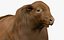 RED ANGUS Rigged L2083