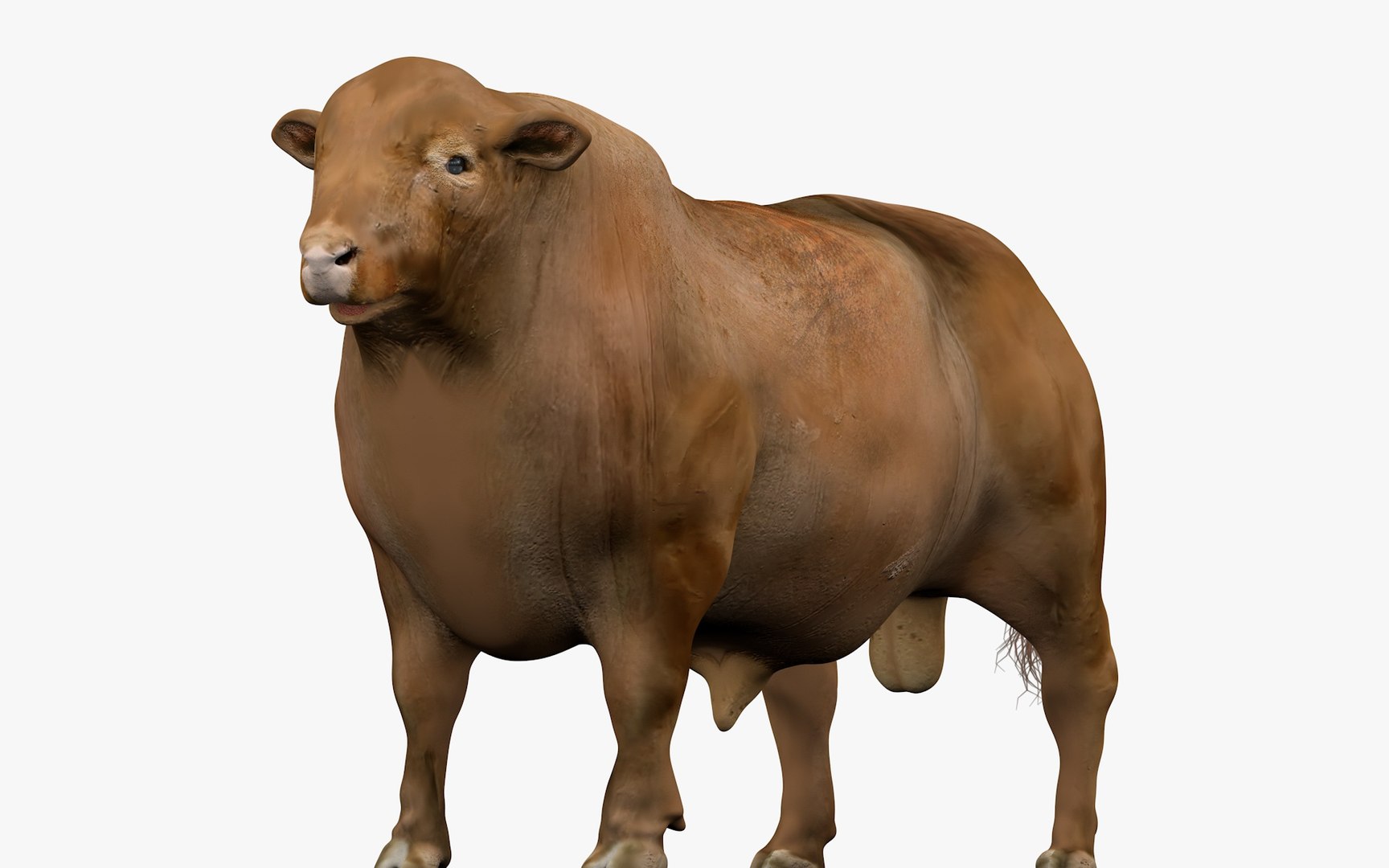 RED ANGUS Rigged L2083 3D model https://p.turbosquid.com/ts-thumb/VM/GgruDN/Cn/z06_i4_0071/jpg/1700603449/1920x1080/fit_q87/a69d6c6bb8c6998af756a57f396ba8104efdd48f/z06_i4_0071.jpg