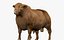 RED ANGUS Rigged L2083