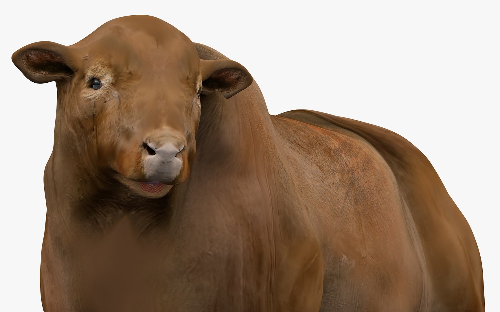RED ANGUS Rigged L2083 3D model https://p.turbosquid.com/ts-thumb/VM/GgruDN/Si/19_i17_0071/jpg/1700603456/1920x1080/fit_q87/868d77b96c5069f3515f158811e8831d48291a95/19_i17_0071.jpg