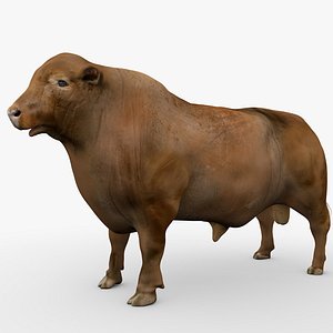 RED ANGUS Rigged L2083 3D model
