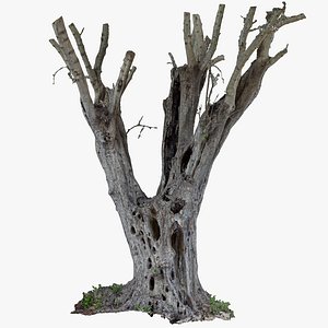 Old Olive Tree 1x16k Texture OBJ RAW 3D Scan