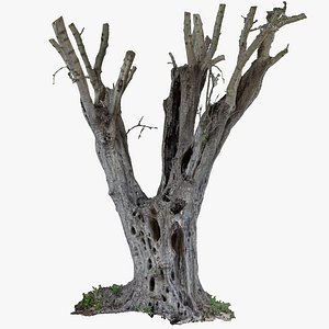 Old Olive Tree 1x16k Texture OBJ RAW 3D Scan