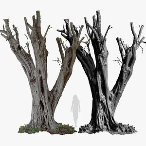 3D Old Olive Tree 1x16k Texture OBJ RAW 3D Scan