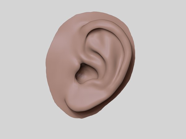 Ear zbrush 3D model - TurboSquid 1160536