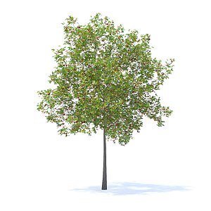 cherry tree 5 7m 3D model