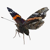 Vanessa Atalanta Butterfly Flying Pose with Fur 3D Model