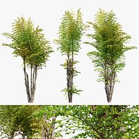 Fishtail palm
