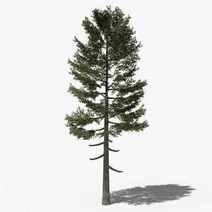 Lowpoly Pine v3 3D model