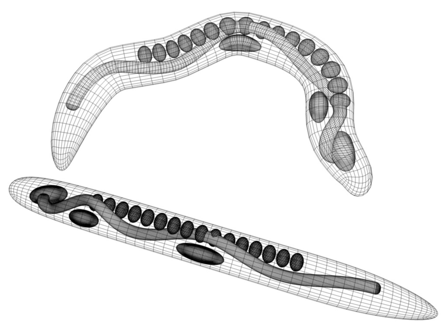 3d Model Caenorhabditis Elegans Worm