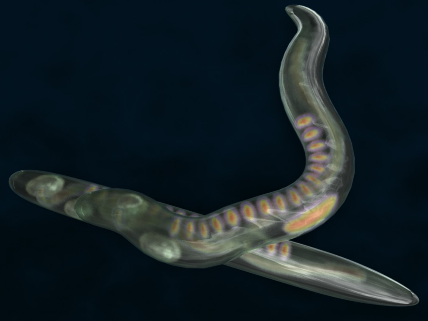 3d Model Caenorhabditis Elegans Worm