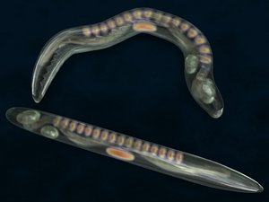 3d model caenorhabditis elegans worm