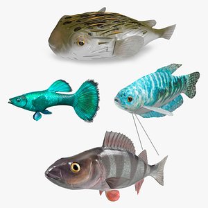 Freshwater Fish Collection 2 3D model