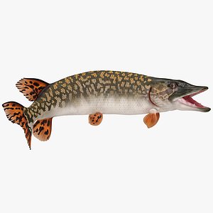 3D pike fish rigged model