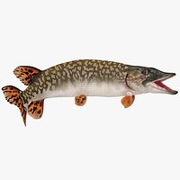 Pike Fish Rigged for Maya