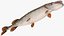 Pike Fish Rigged for Maya