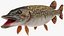 Pike Fish Rigged for Maya