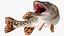 Pike Fish Rigged for Maya