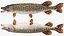 Pike Fish Rigged for Maya