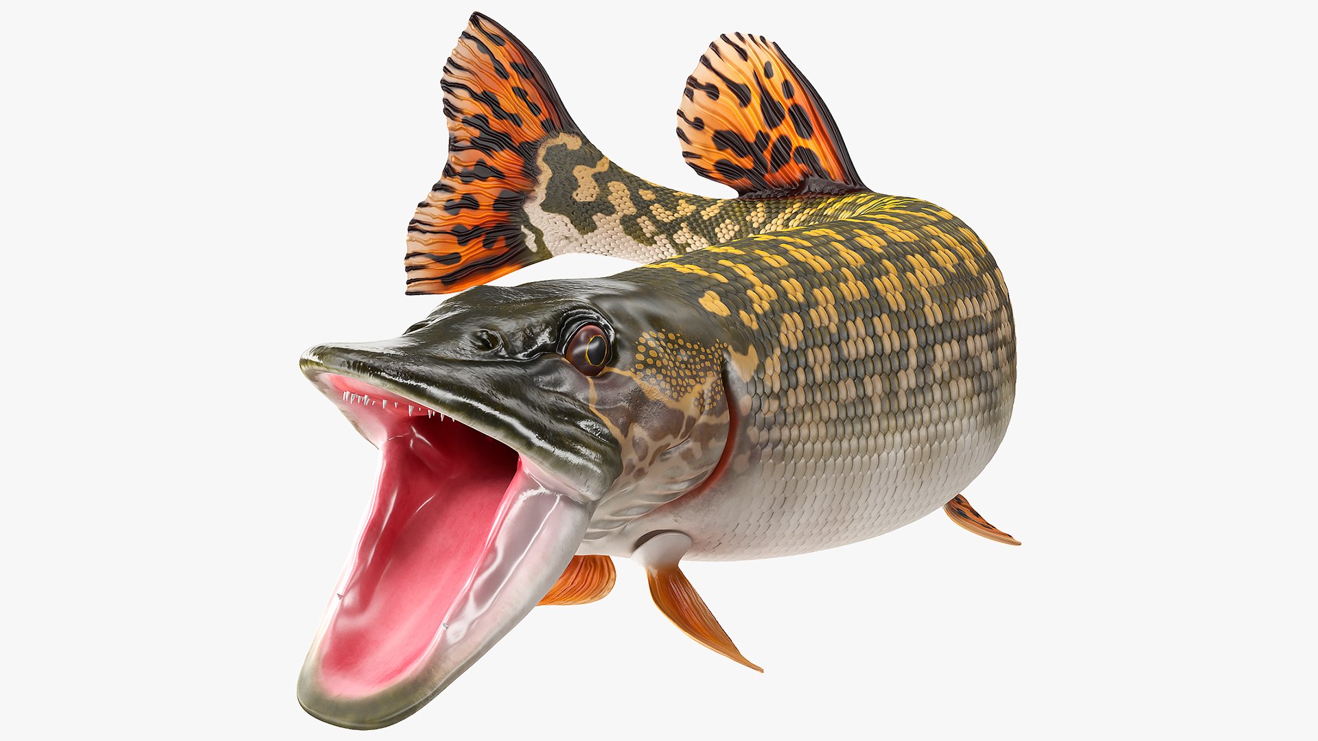 Pike Fish Rigged for Maya 3D model preview