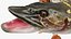 Pike Fish Rigged for Maya