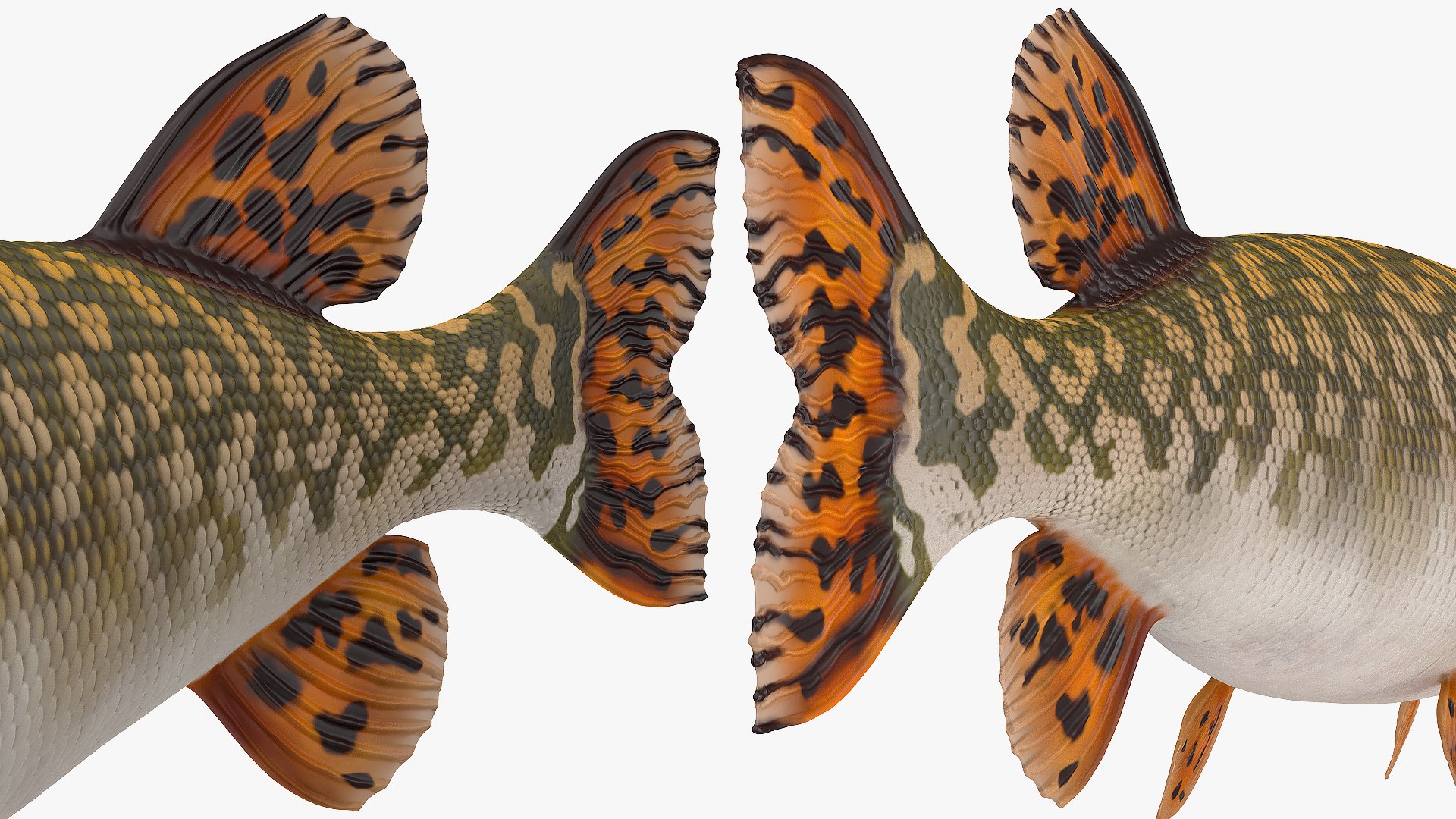 3D pike fish rigged model https://p.turbosquid.com/ts-thumb/VN/MSjYMe/UgzYXFCe/pikefishriggedmb3dmodel018/jpg/1593686995/1920x1080/fit_q87/dcb53ba586236ced41585477d97292b07e948e76/pikefishriggedmb3dmodel018.jpg