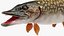 Pike Fish Rigged for Maya